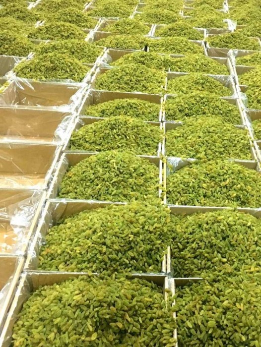 کشمش لوکس قلمی _داری آنالیز واستانداردهای مصرف اروپا